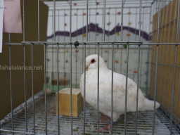 XIV Concurso Exposición de Palomas de Raza en Mula 2024